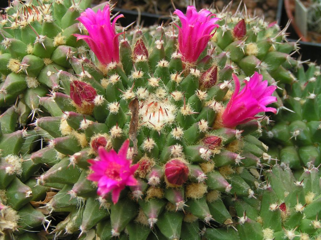 Mammillaria satorii